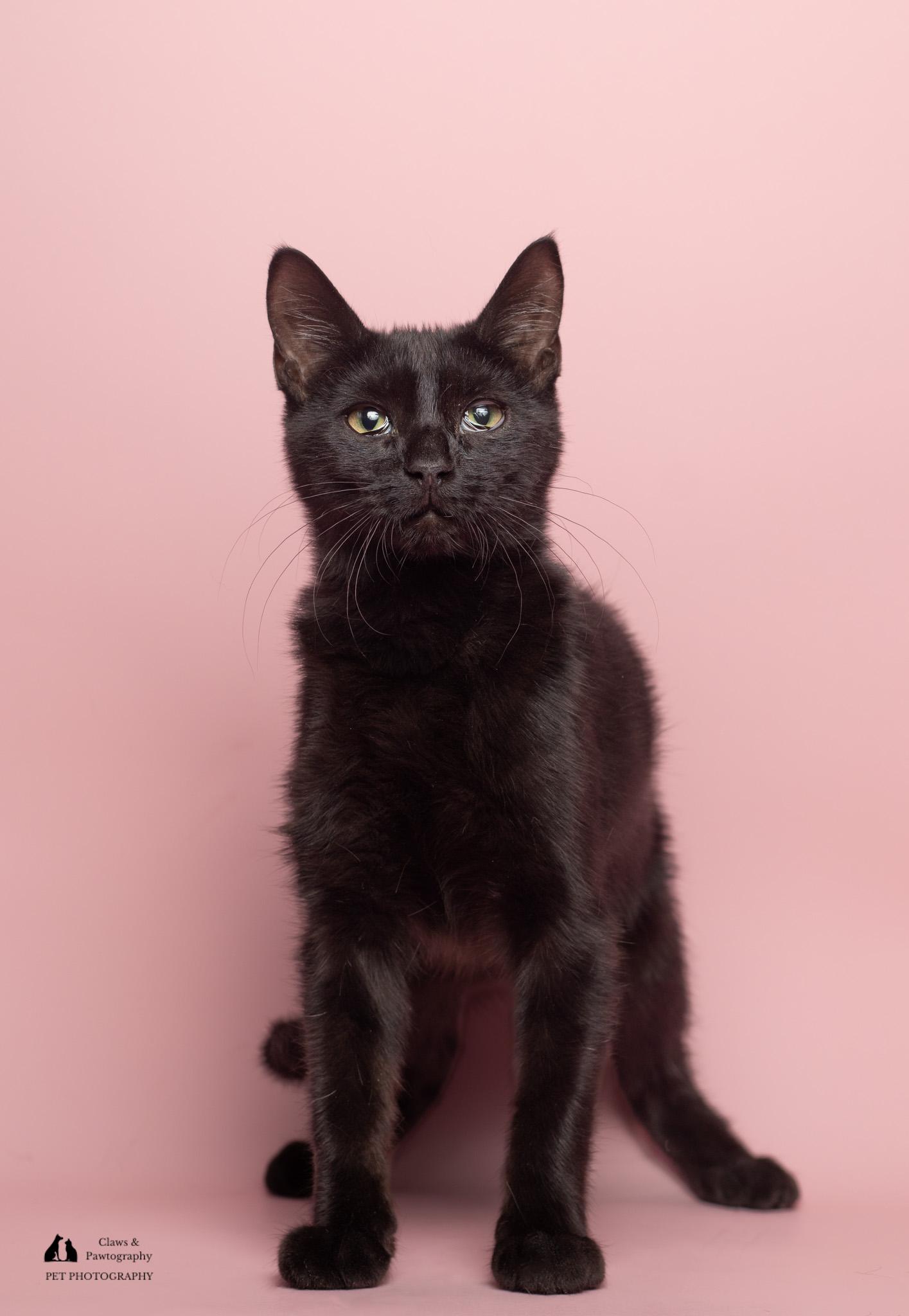 Enlarge Trey at Fat Cat Cafe, a Adoptable Domestic Short Hair in Tallahassee, FL image 4/5