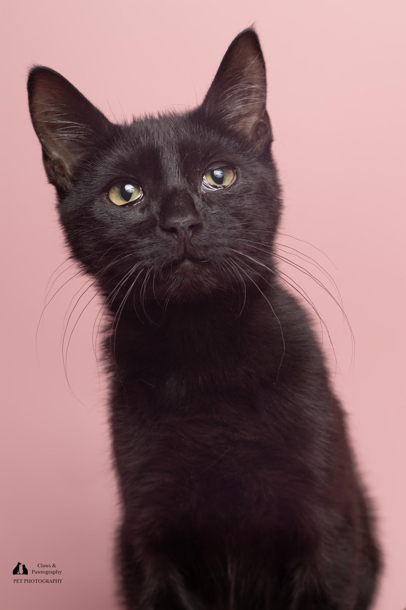 Enlarge Trey at Fat Cat Cafe, a Adoptable Domestic Short Hair in Tallahassee, FL image 3/5