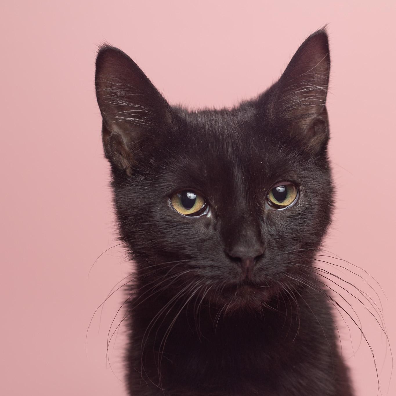 Enlarge Trey at Fat Cat Cafe, a Adoptable Domestic Short Hair in Tallahassee, FL image 1/5