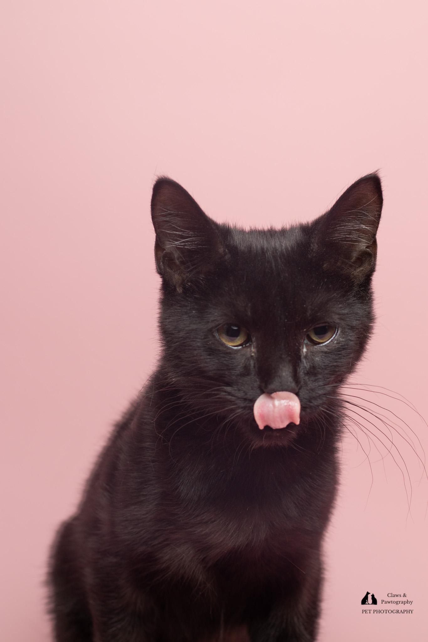 Enlarge Trey at Fat Cat Cafe, a Adoptable Domestic Short Hair in Tallahassee, FL image 2/5