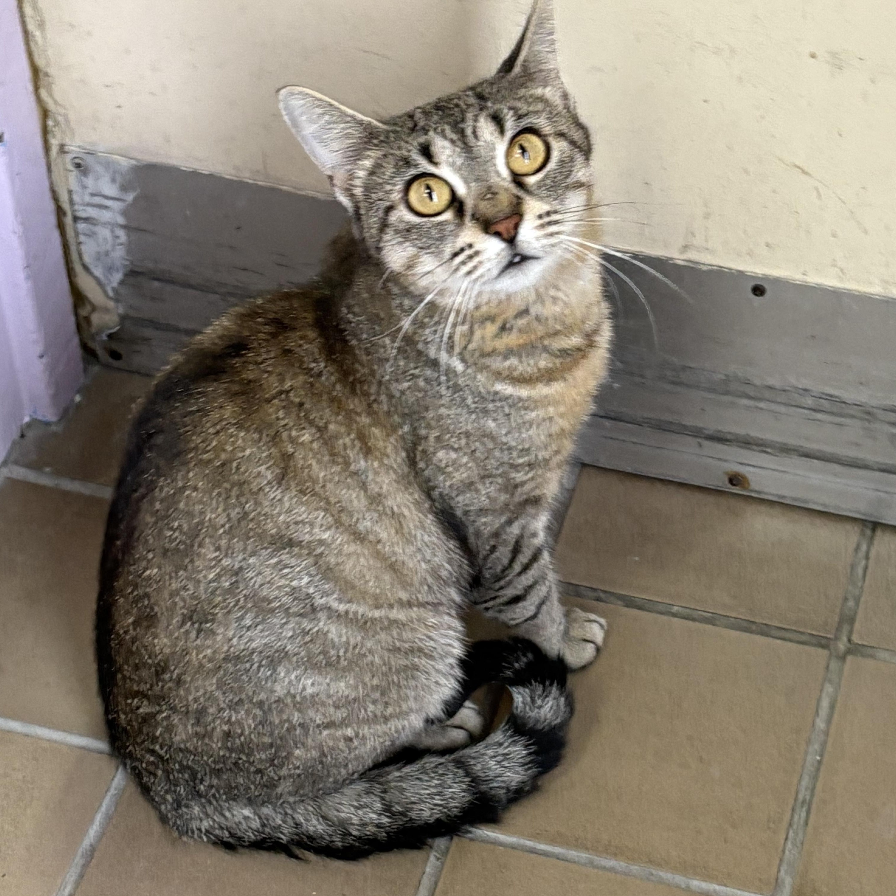 Cinnamon, a Adoptable Domestic Short Hair in Wantagh, NY image 1/3