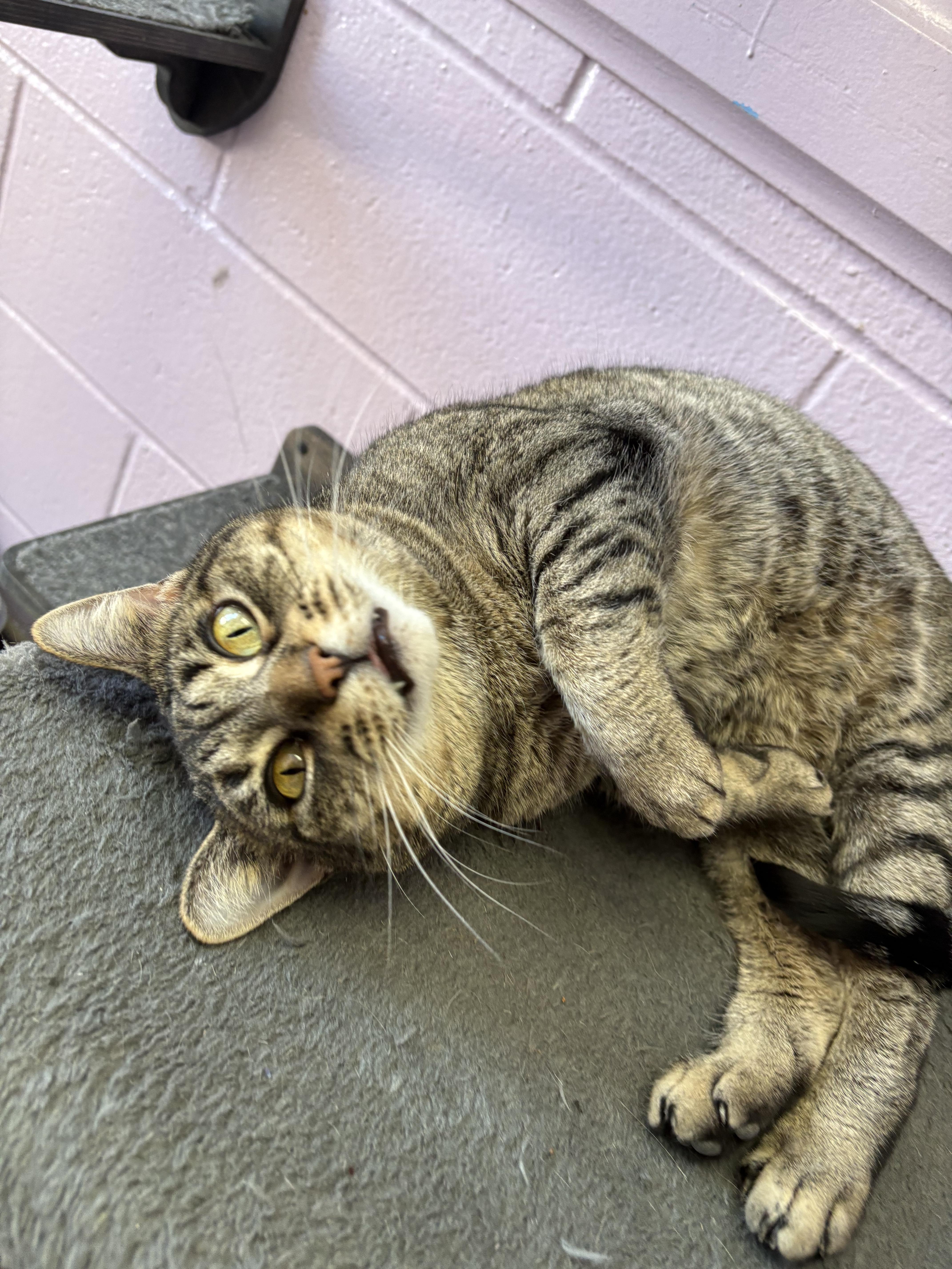 Cinnamon, Adoptable, Young Female Domestic Short Hair.