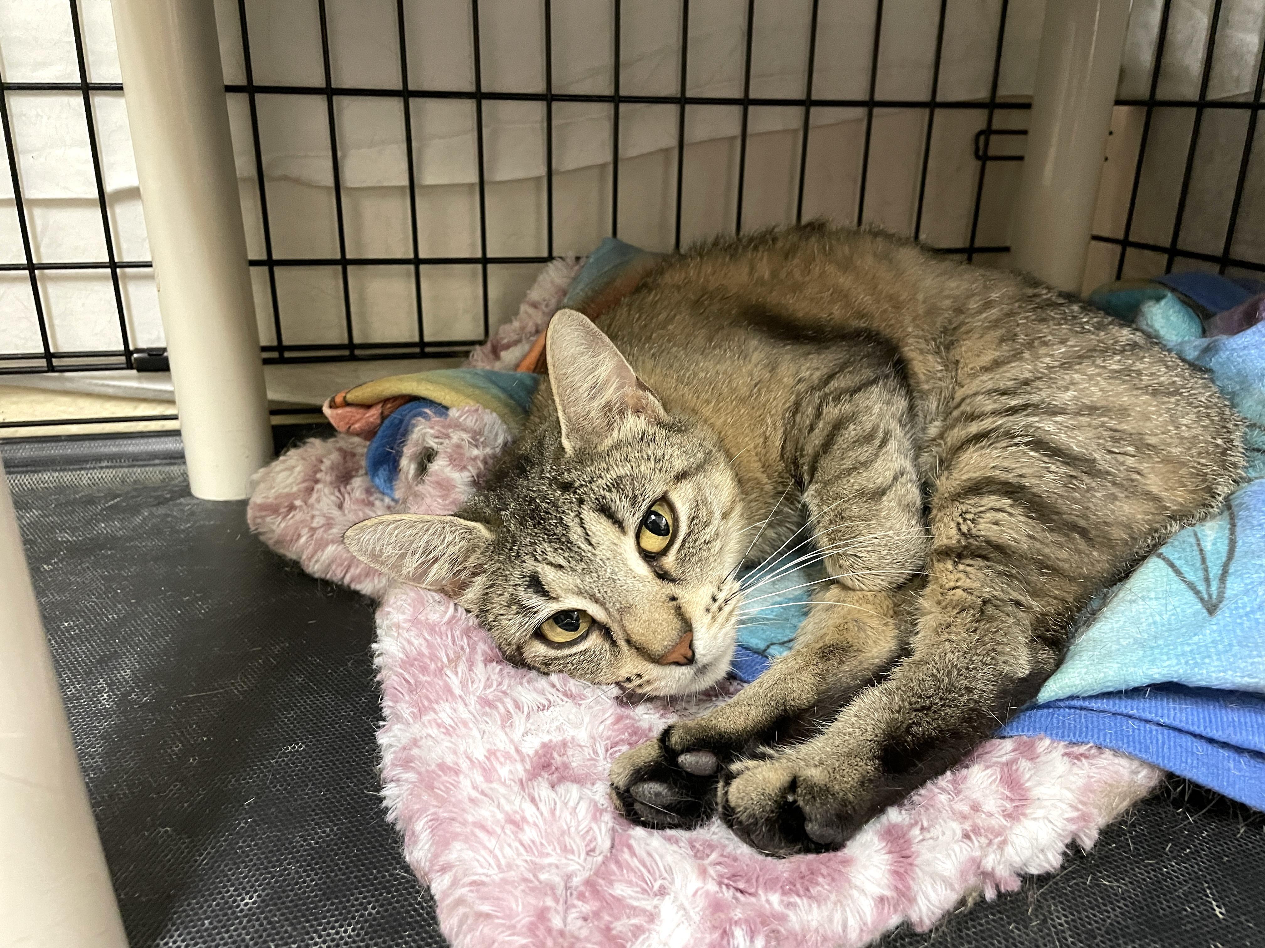 Cinnamon, a Adoptable Domestic Short Hair in Wantagh, NY image 2/3