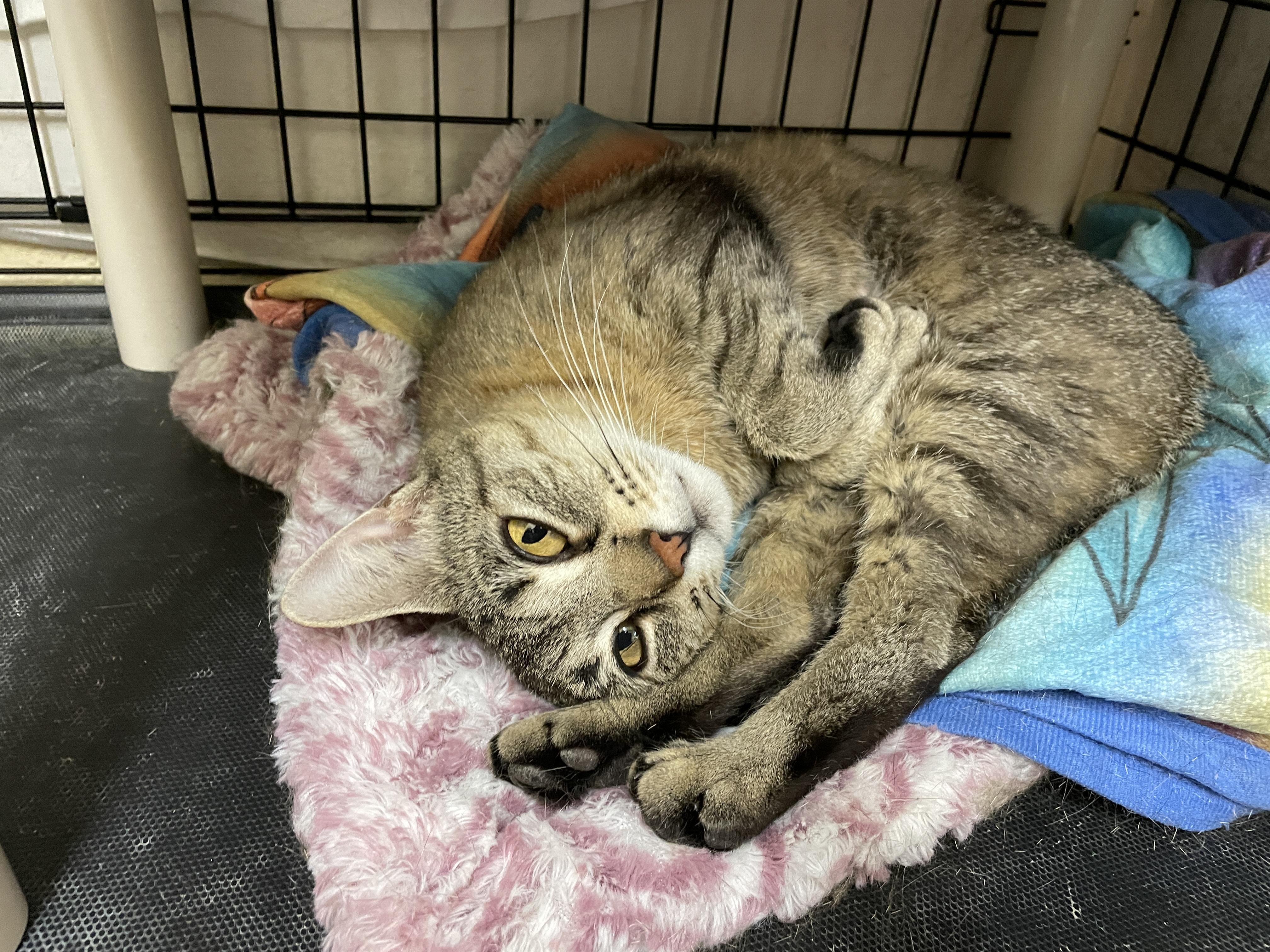 Cinnamon, a Adoptable Domestic Short Hair in Wantagh, NY image 3/3