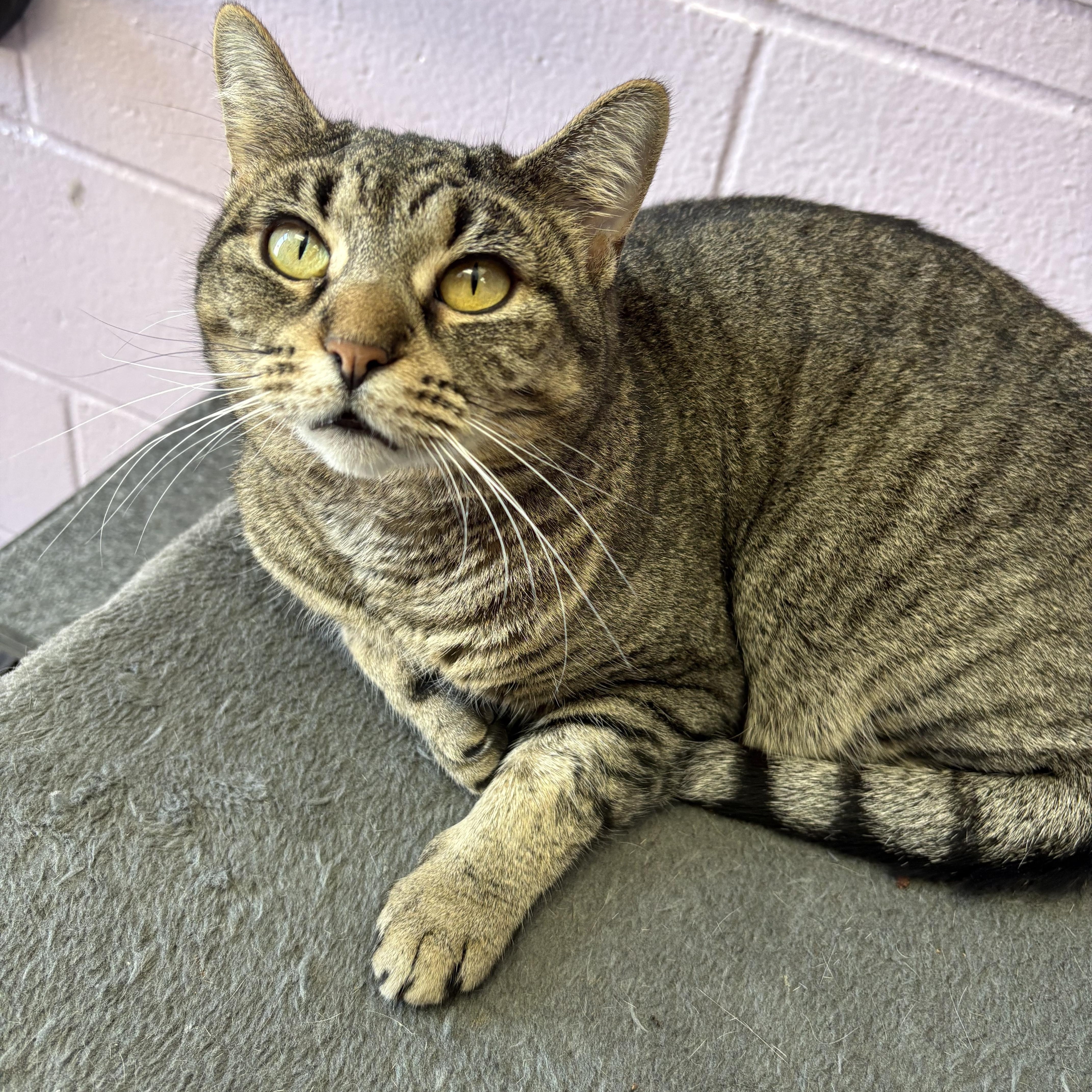Enlarge Cinnamon, a Adoptable Domestic Short Hair in Wantagh, NY image 2/5