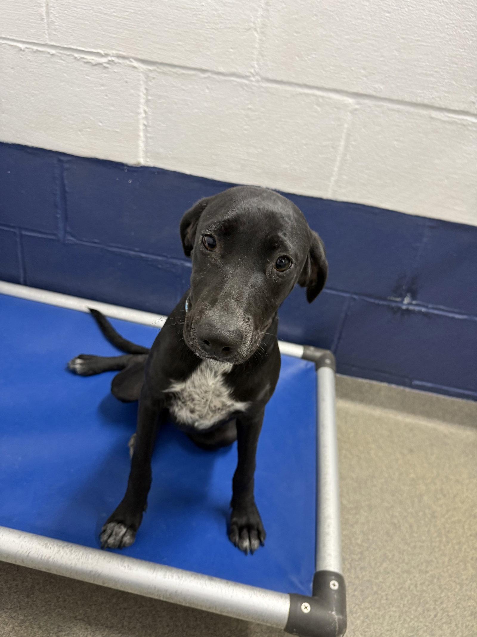 Sora 5mo AVA 10/7, Adoptable, Young Female Mixed Breed.