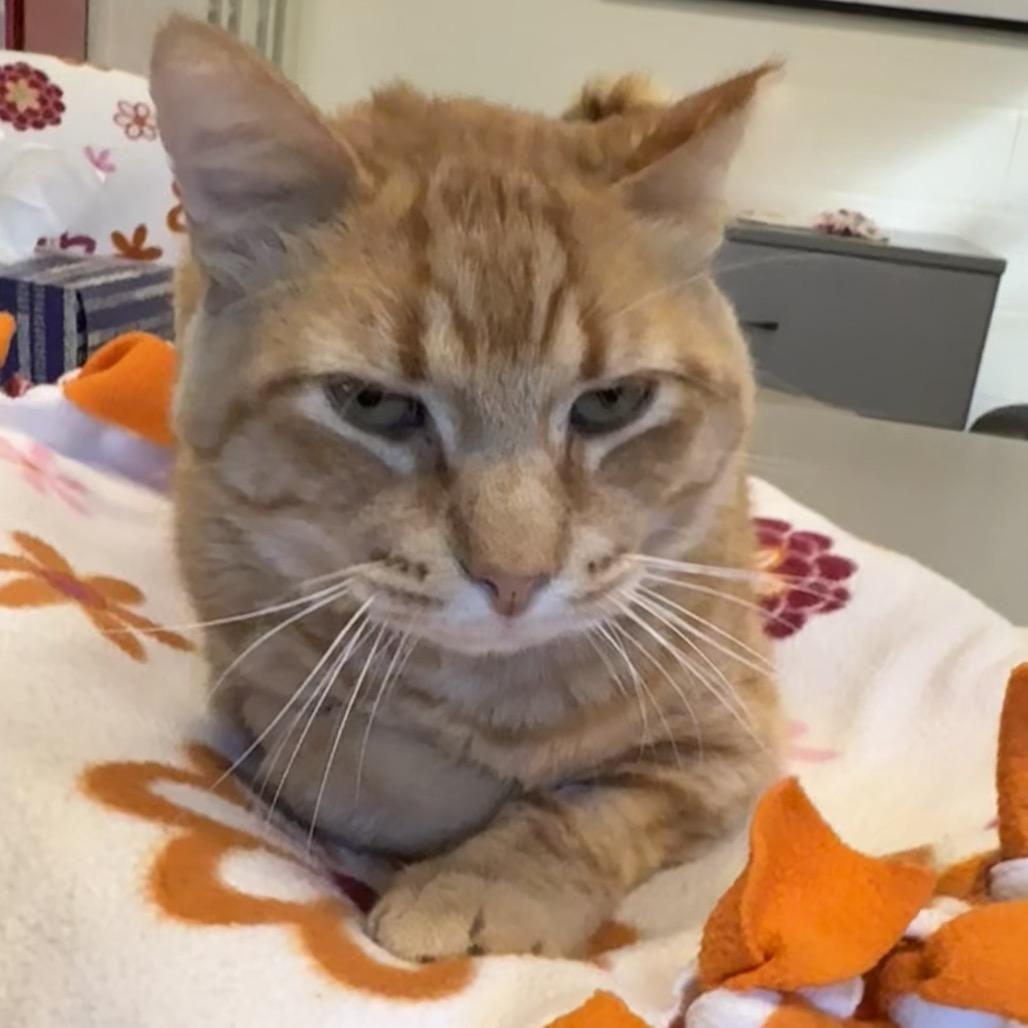 Sancho (Cheese Doodle), Adoptable, Senior Male Domestic Short Hair.