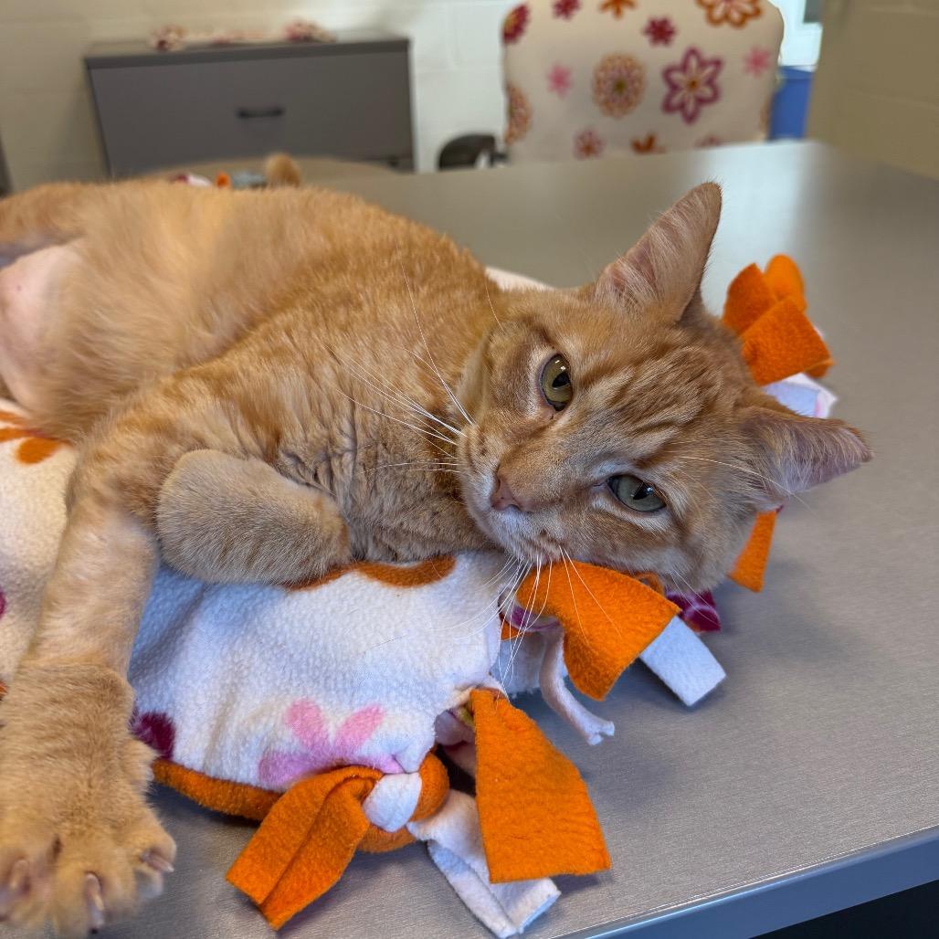 Enlarge Sancho (Cheese Doodle), a Adoptable Domestic Short Hair in Sarasota, FL image 2/6