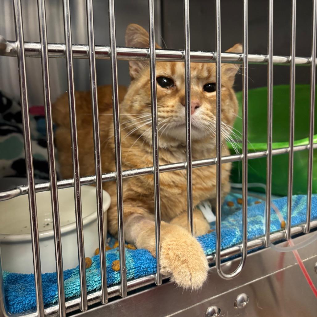 Enlarge Sancho (Cheese Doodle), a Adoptable Domestic Short Hair in Sarasota, FL image 3/6