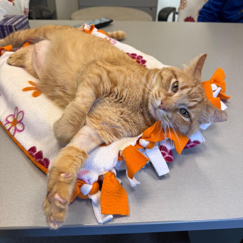 Enlarge Sancho (Cheese Doodle), a Adoptable Domestic Short Hair in Sarasota, FL image 4/6