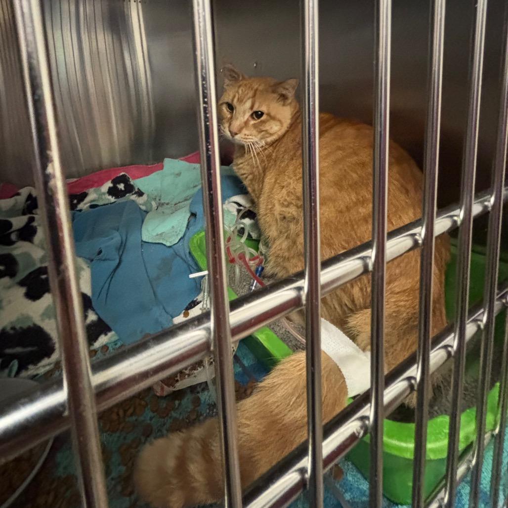 Enlarge Sancho (Cheese Doodle), a Adoptable Domestic Short Hair in Sarasota, FL image 5/6