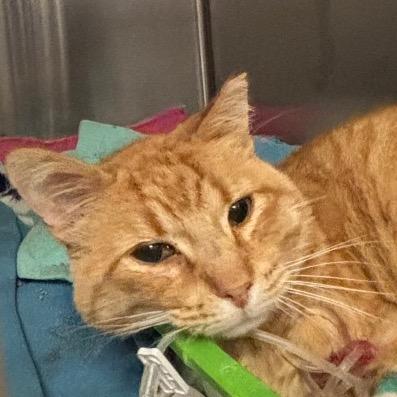 Enlarge Sancho (Cheese Doodle), a Adoptable Domestic Short Hair in Sarasota, FL image 6/6