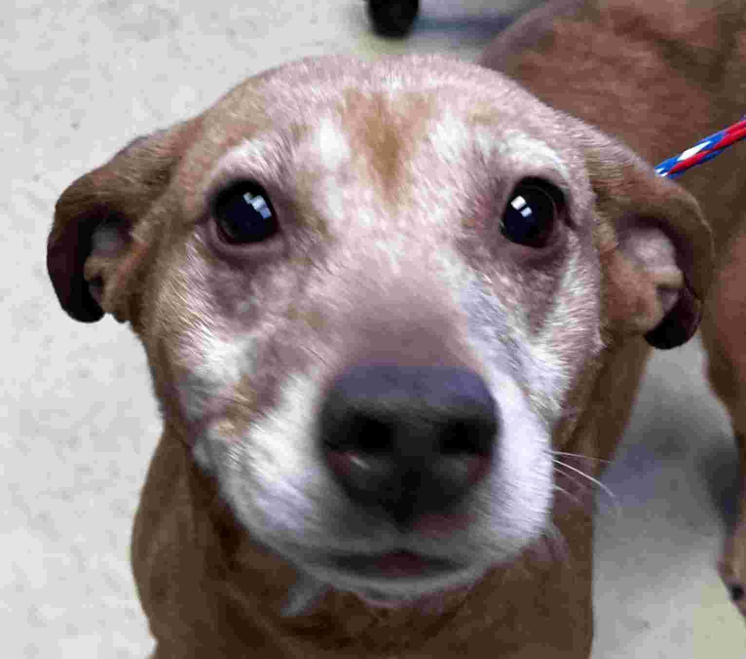 Georgia, ADOPTABLE, Senior Female Hound & Chihuahua.
