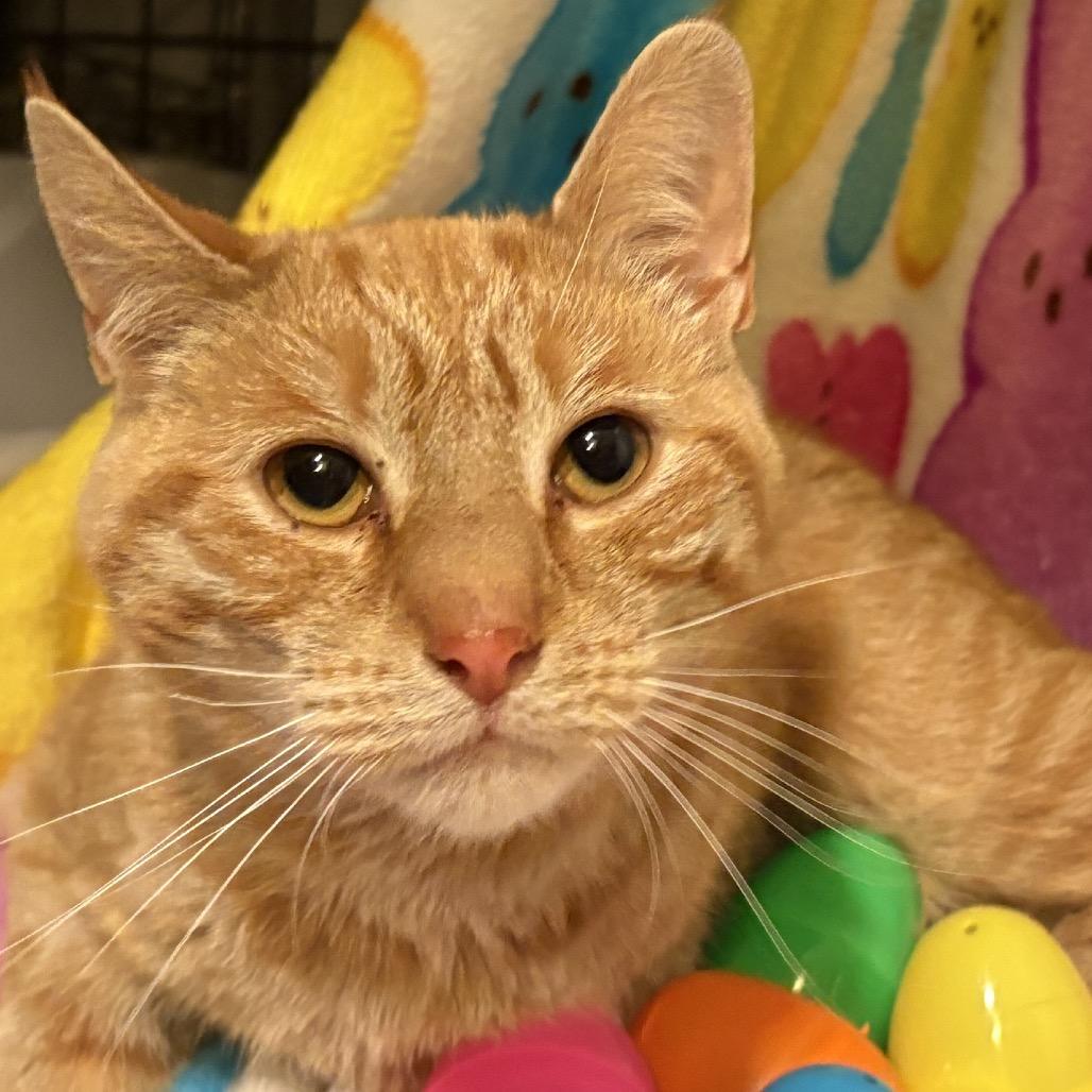 Enlarge Peep, a Adoptable Domestic Short Hair in PITTSBURGH, PA image 2/3