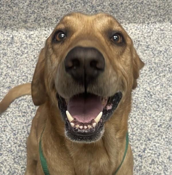 Jeter, Adoptable, Adult Male Labrador Retriever.