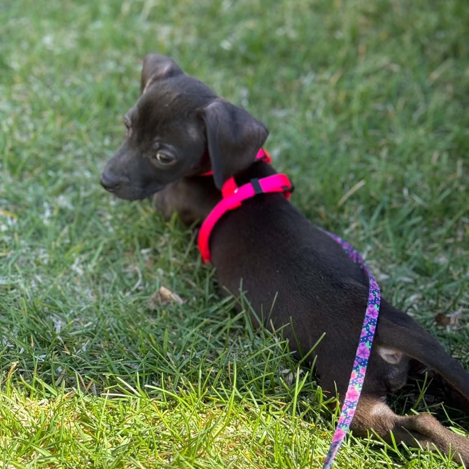 Lenni, a ADOPTABLE mixed breed in Prior Lake, MN image 5/5