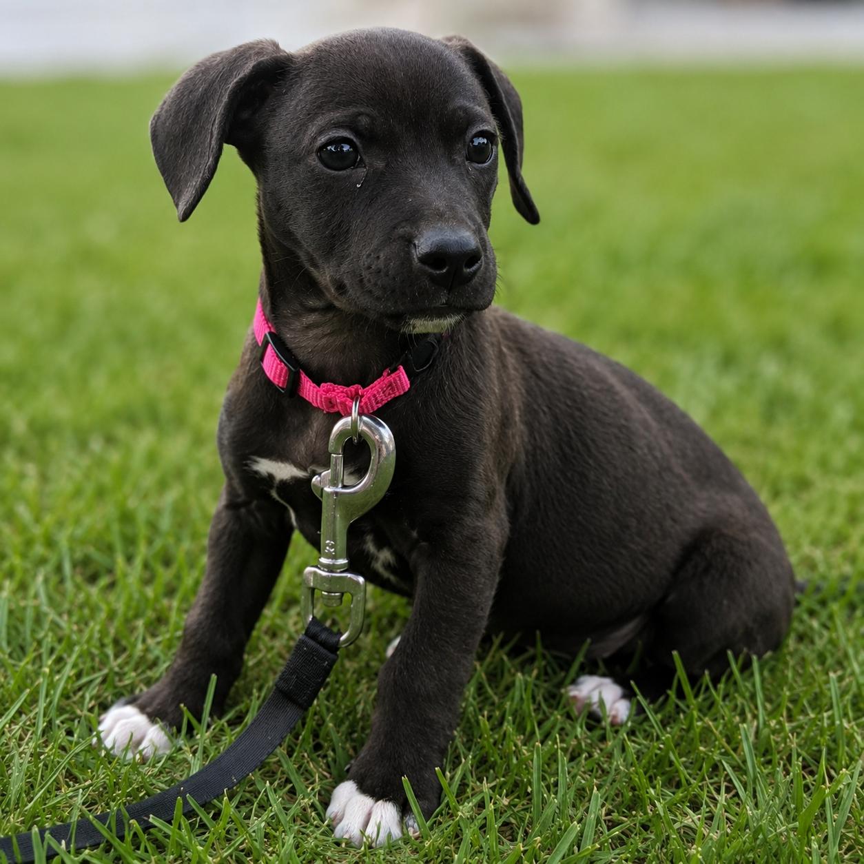 Lenni, a ADOPTABLE mixed breed in Prior Lake, MN image 2/5