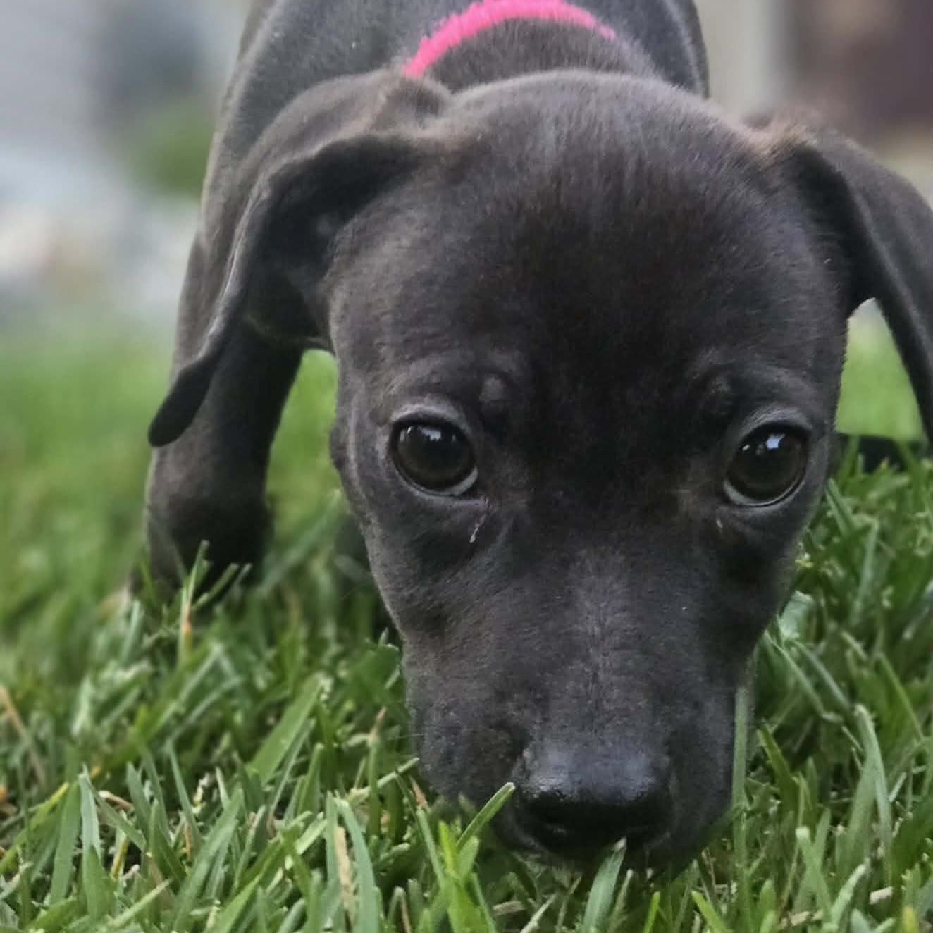 Lenni, a ADOPTABLE mixed breed in Prior Lake, MN image 4/5