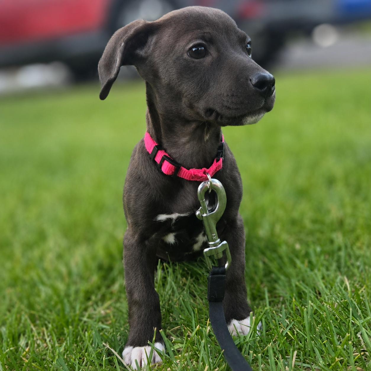 Lenni, a ADOPTABLE mixed breed in Prior Lake, MN image 3/5