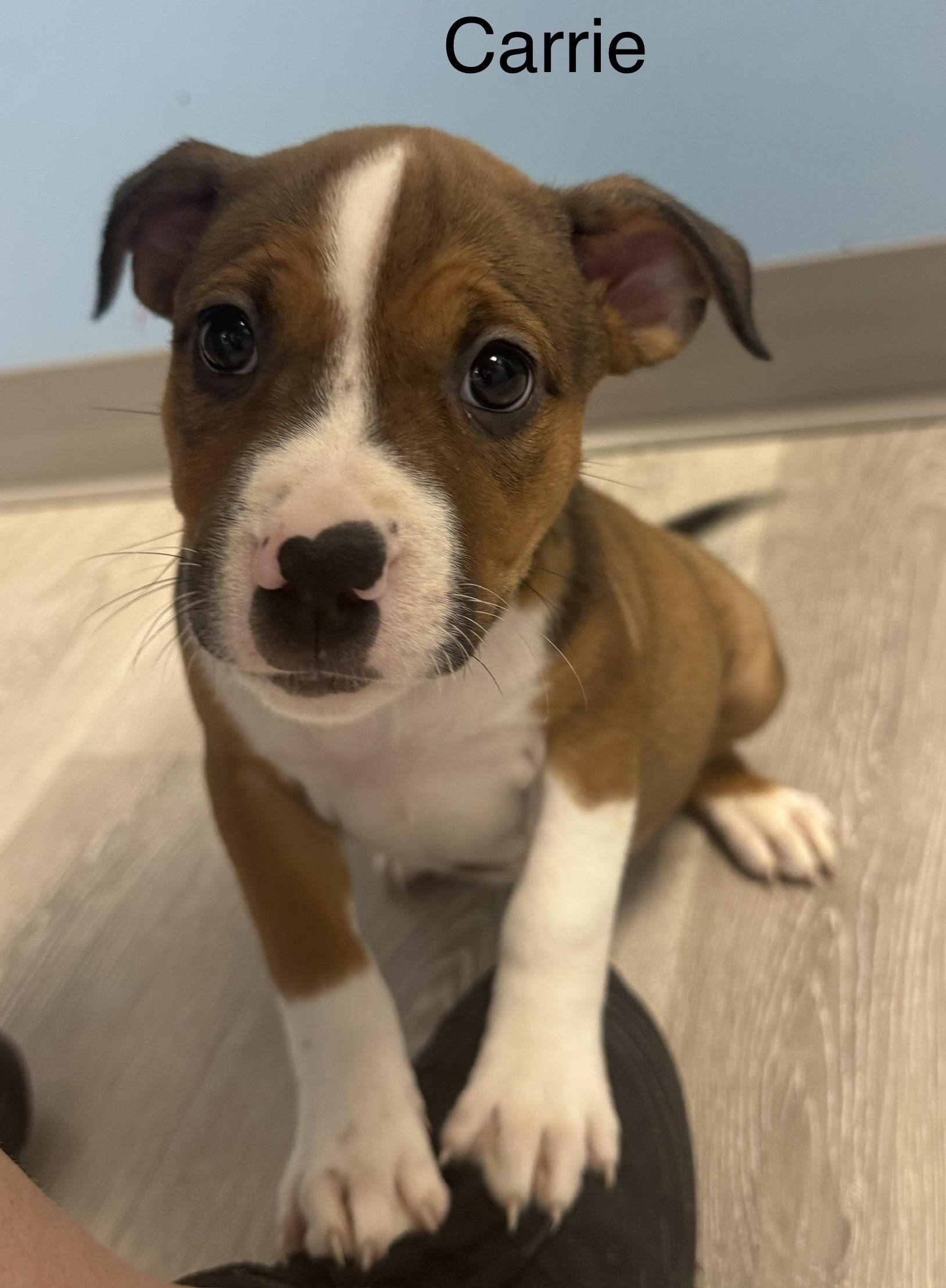 Carrie, Adopted, Puppy Female Pit Bull Terrier.