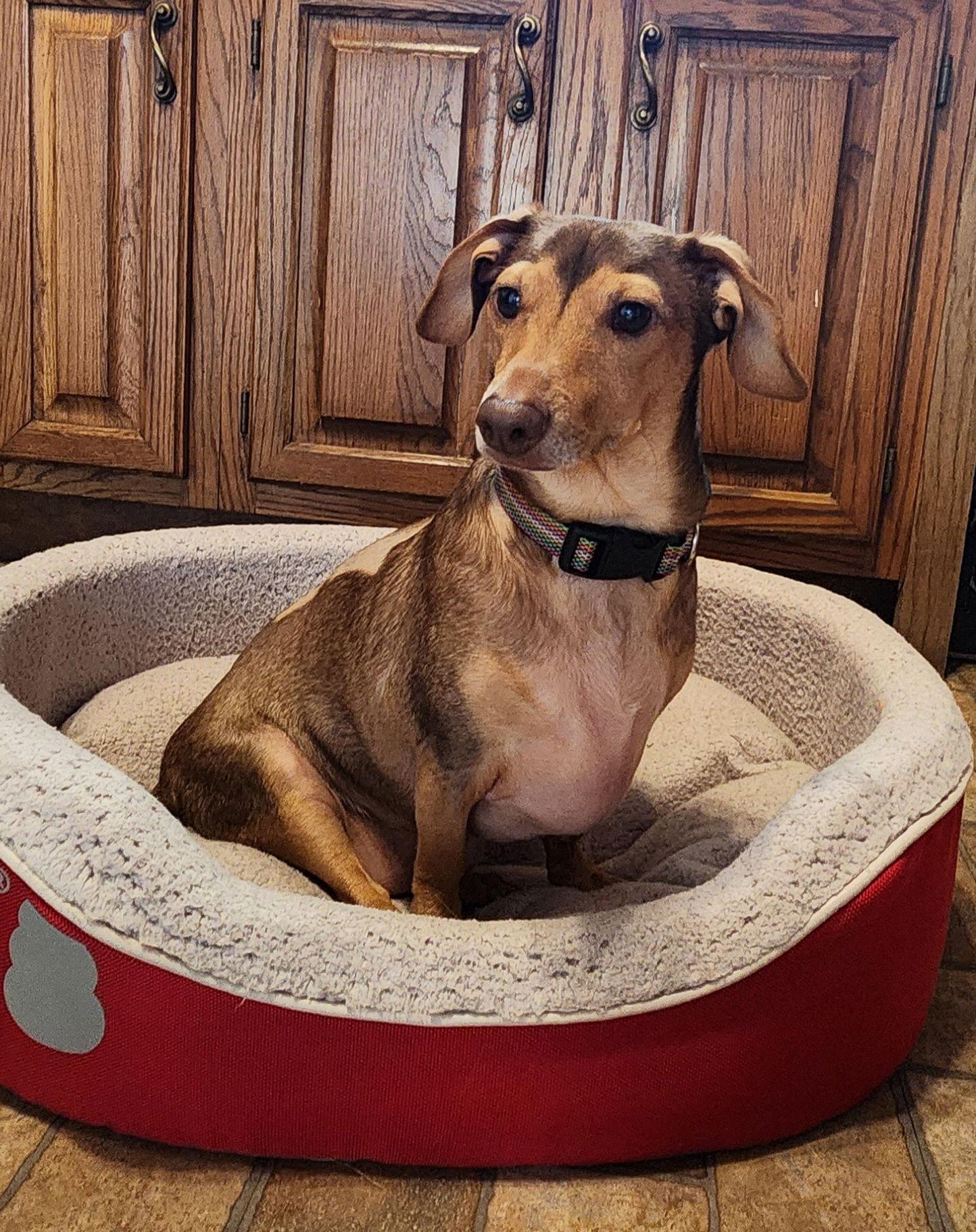 Rusty Wallace, Adoptable, Adult Male Dachshund.
