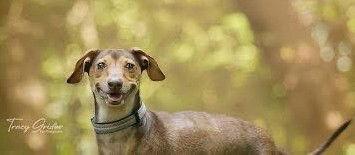 Rusty Wallace, a Adoptable Dachshund in St. Louis, MO image 2/3