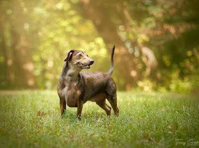 Rusty Wallace, a Adoptable Dachshund in St. Louis, MO image 3/3