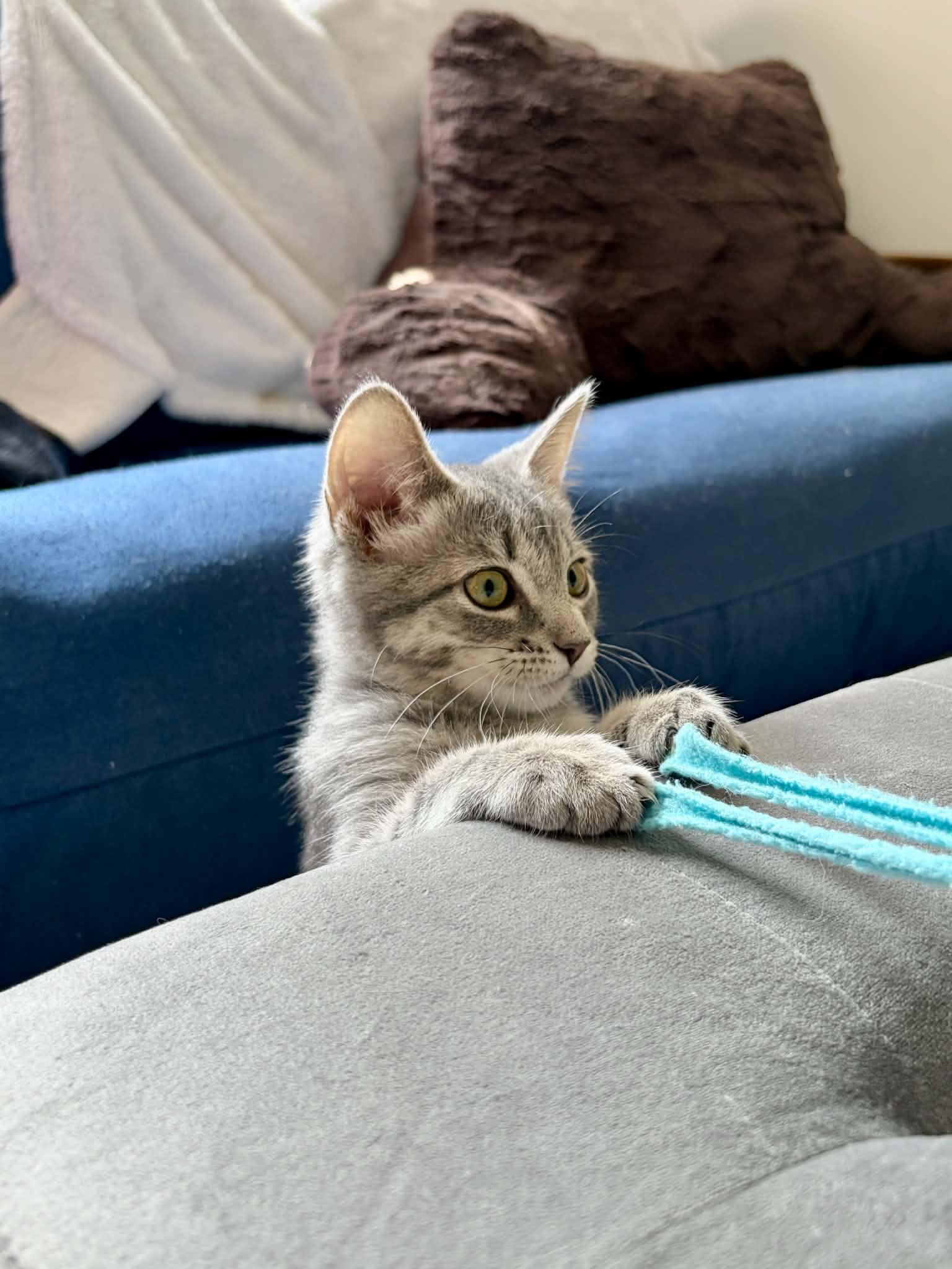 Enlarge Ivy, a Adopted Domestic Short Hair in East Lansing, MI image 5/5