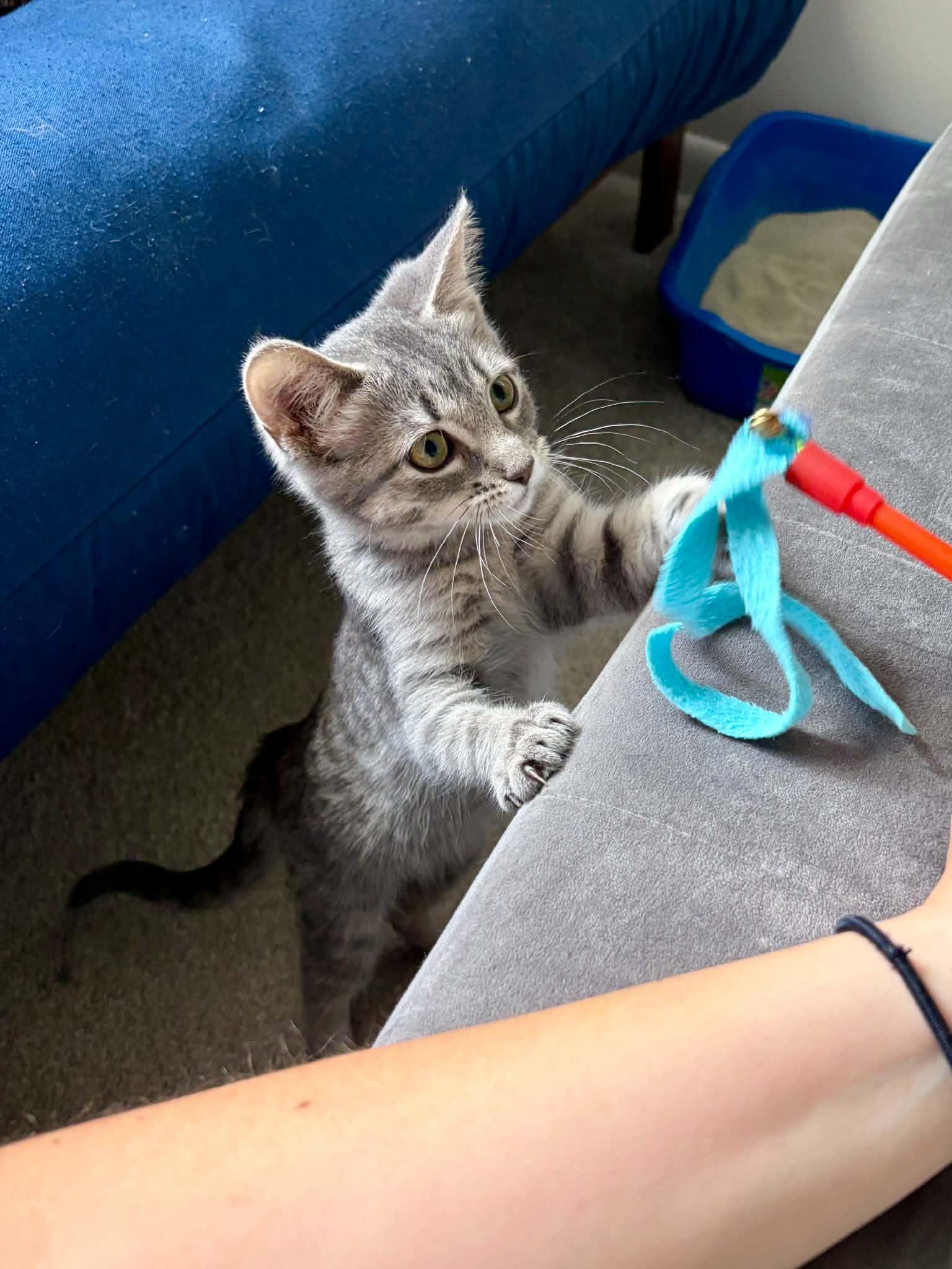 Enlarge Ivy, a Adopted Domestic Short Hair in East Lansing, MI image 4/5