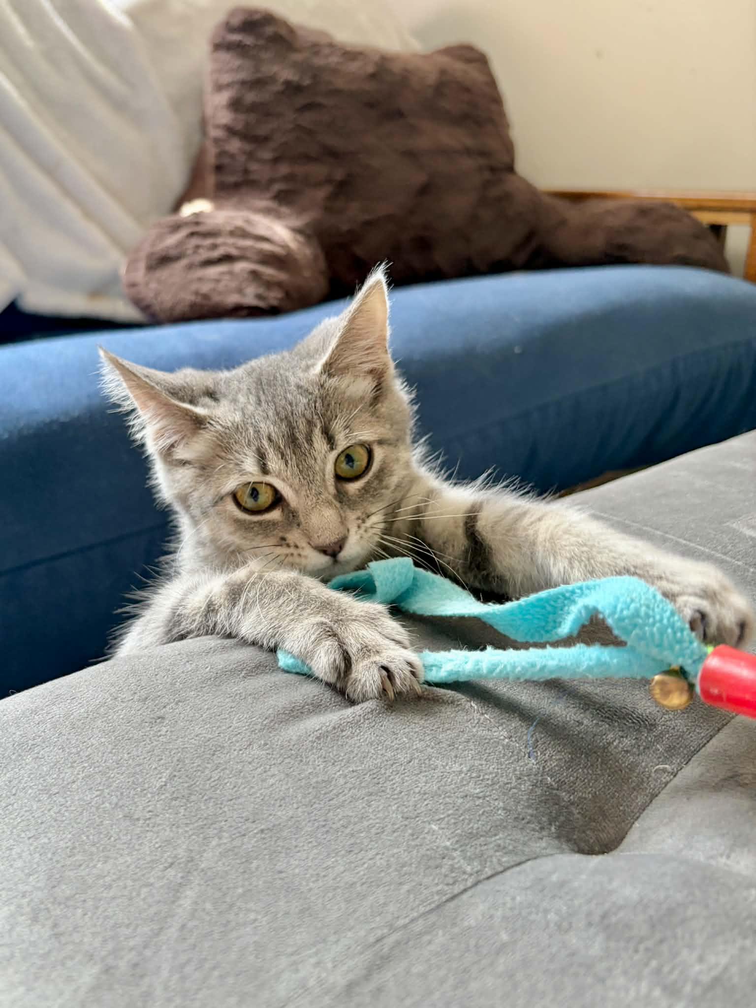 Enlarge Ivy, a Adopted Domestic Short Hair in East Lansing, MI image 3/5