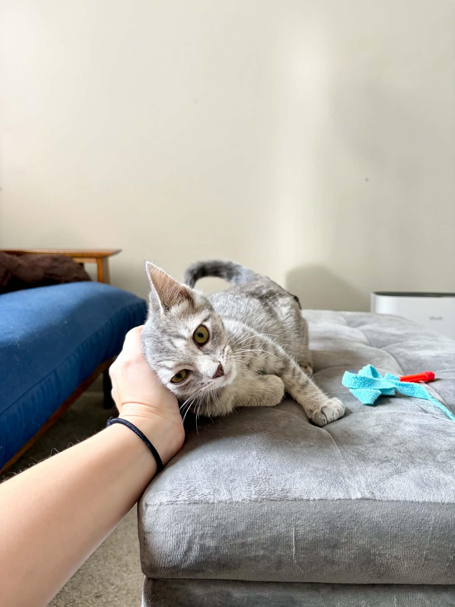 Enlarge Ivy, a Adopted Domestic Short Hair in East Lansing, MI image 2/5