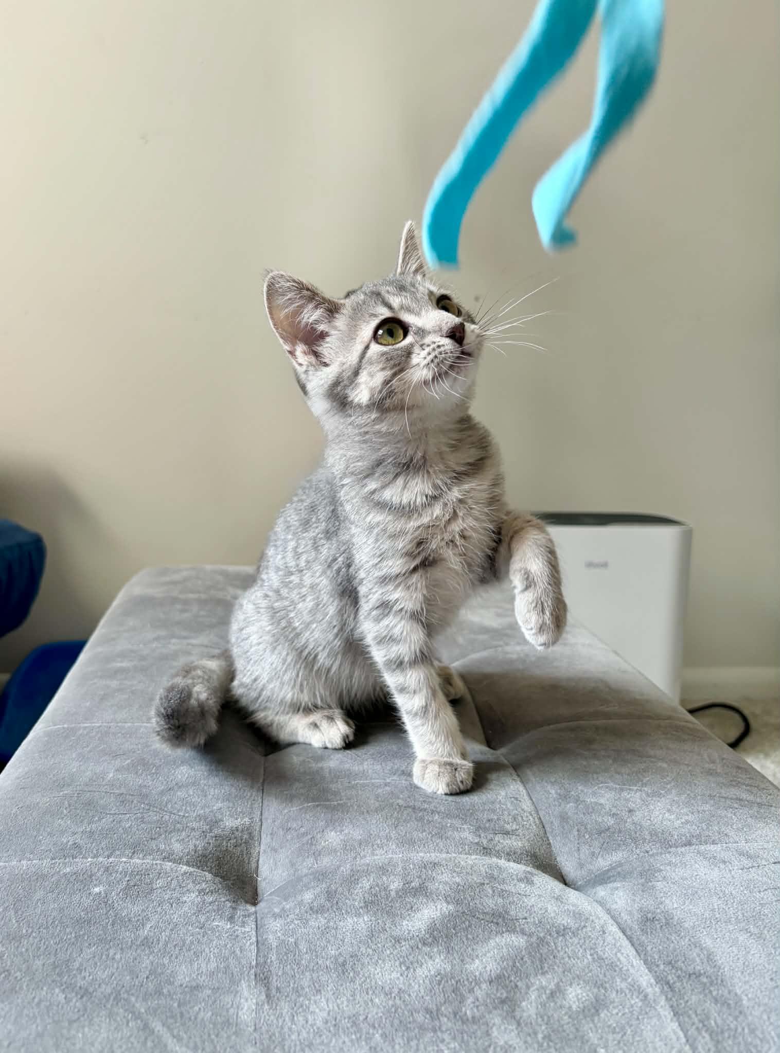 Enlarge Ivy, a Adopted Domestic Short Hair in East Lansing, MI image 1/5