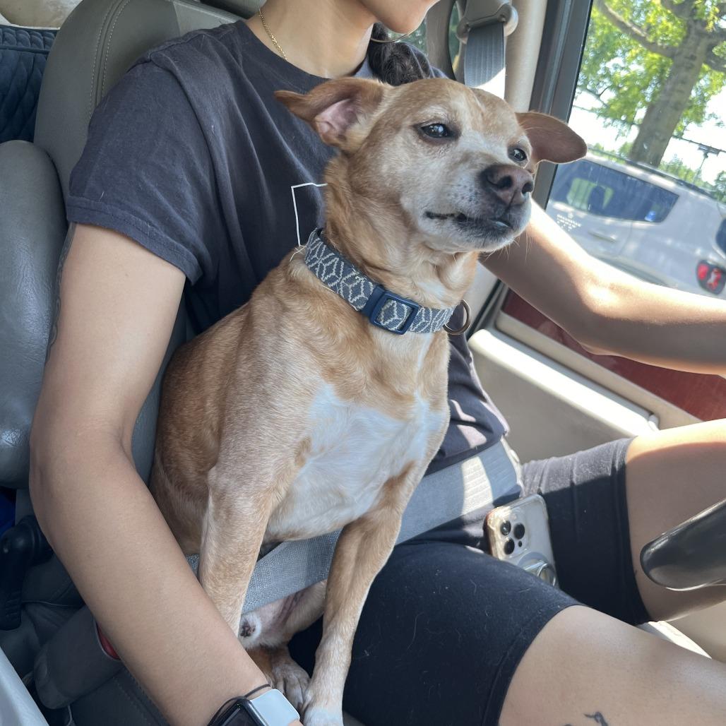 Dallas, a Adoptable Mixed Breed in Middle Village, NY image 1/4