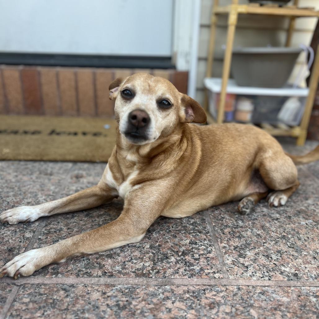 Dallas, a Adoptable Mixed Breed in Middle Village, NY image 2/4