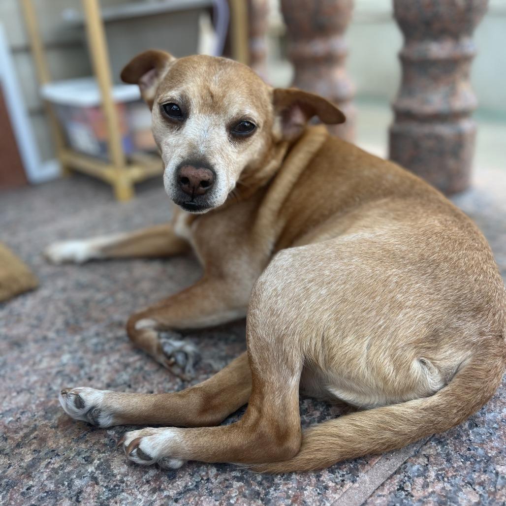 Dallas, a Adoptable Mixed Breed in Middle Village, NY image 3/4