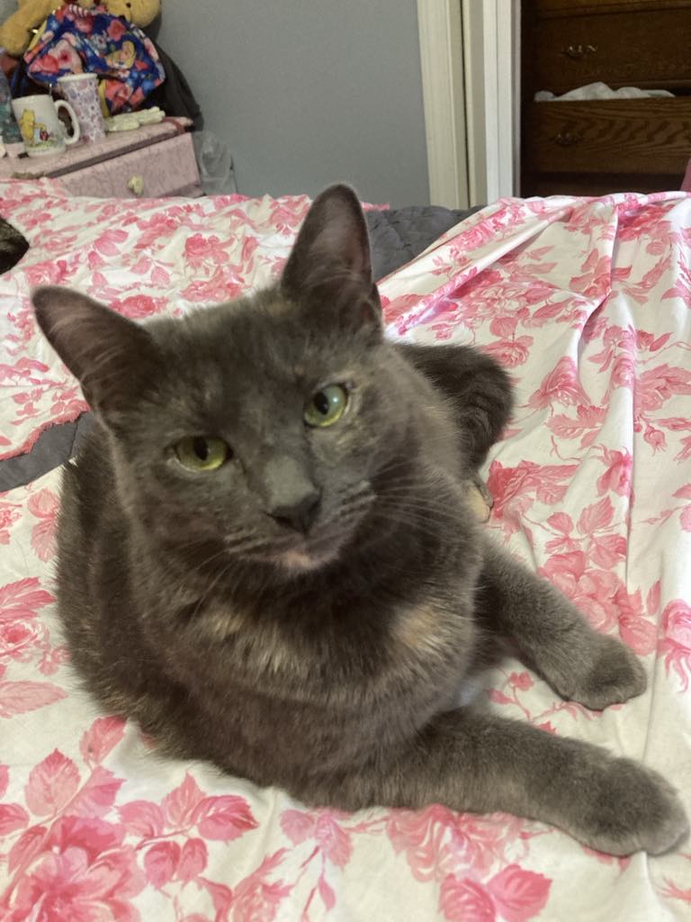 Enlarge JuRuby, a Adoptable Domestic Short Hair in Woodstock, CT image 1/1