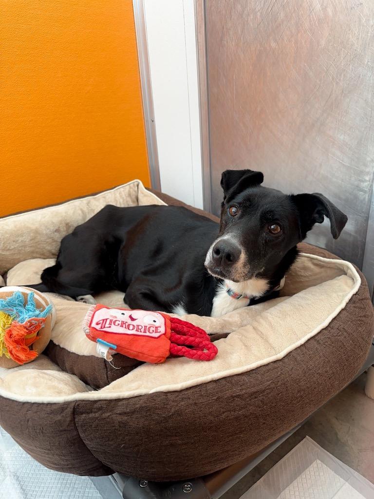 Kenai, a Adoptable Husky in Yellowknife, NT image 2/4