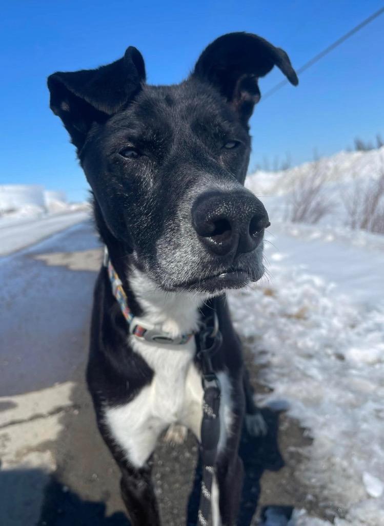 Enlarge Kenai, a Adoptable Husky in Yellowknife, NT image 2/2