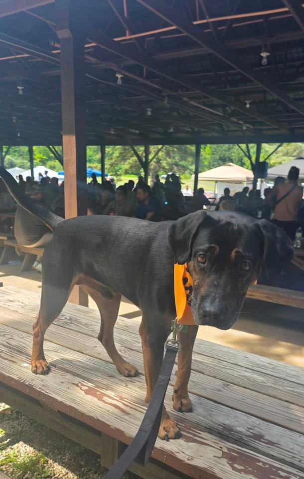 Redford, ADOPTABLE, Adult Male Labrador Retriever.