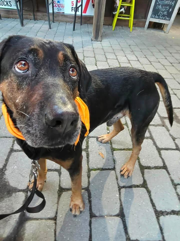 Redford, a ADOPTABLE mixed breed in Succasunna, NJ image 3/5