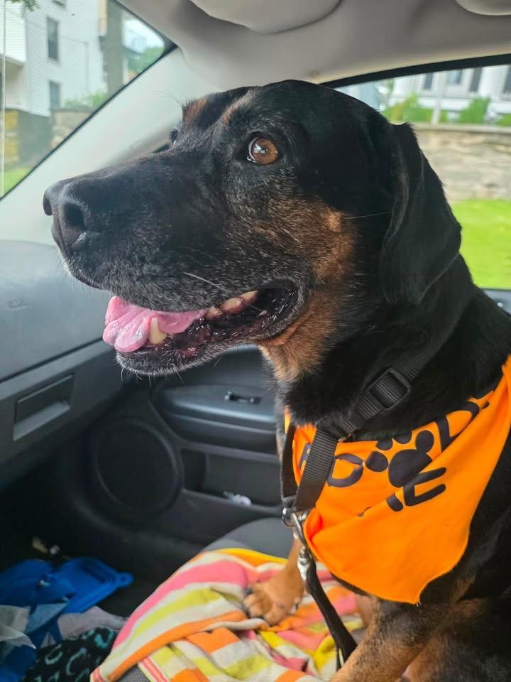 Redford, a ADOPTABLE mixed breed in Succasunna, NJ image 4/5