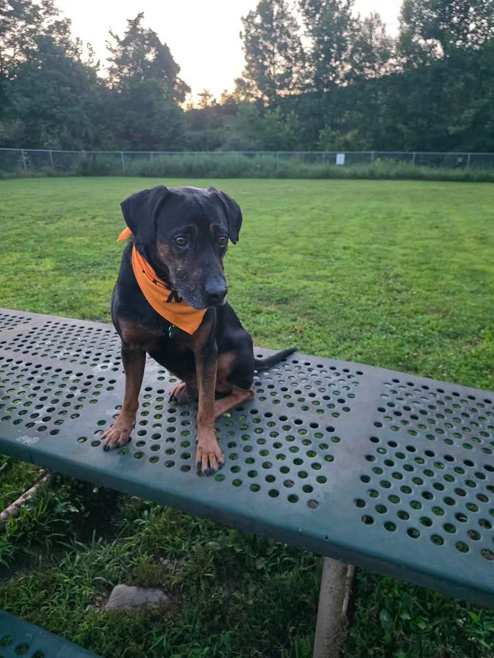 Redford, a ADOPTABLE mixed breed in Succasunna, NJ image 2/5