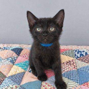 Austin, Adoptable, Kitten Male Domestic Short Hair.