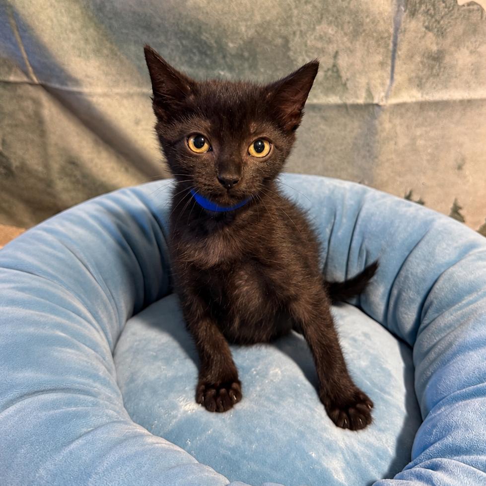 Enlarge Austin, a Adoptable Domestic Short Hair in Richfield, MN image 2/2