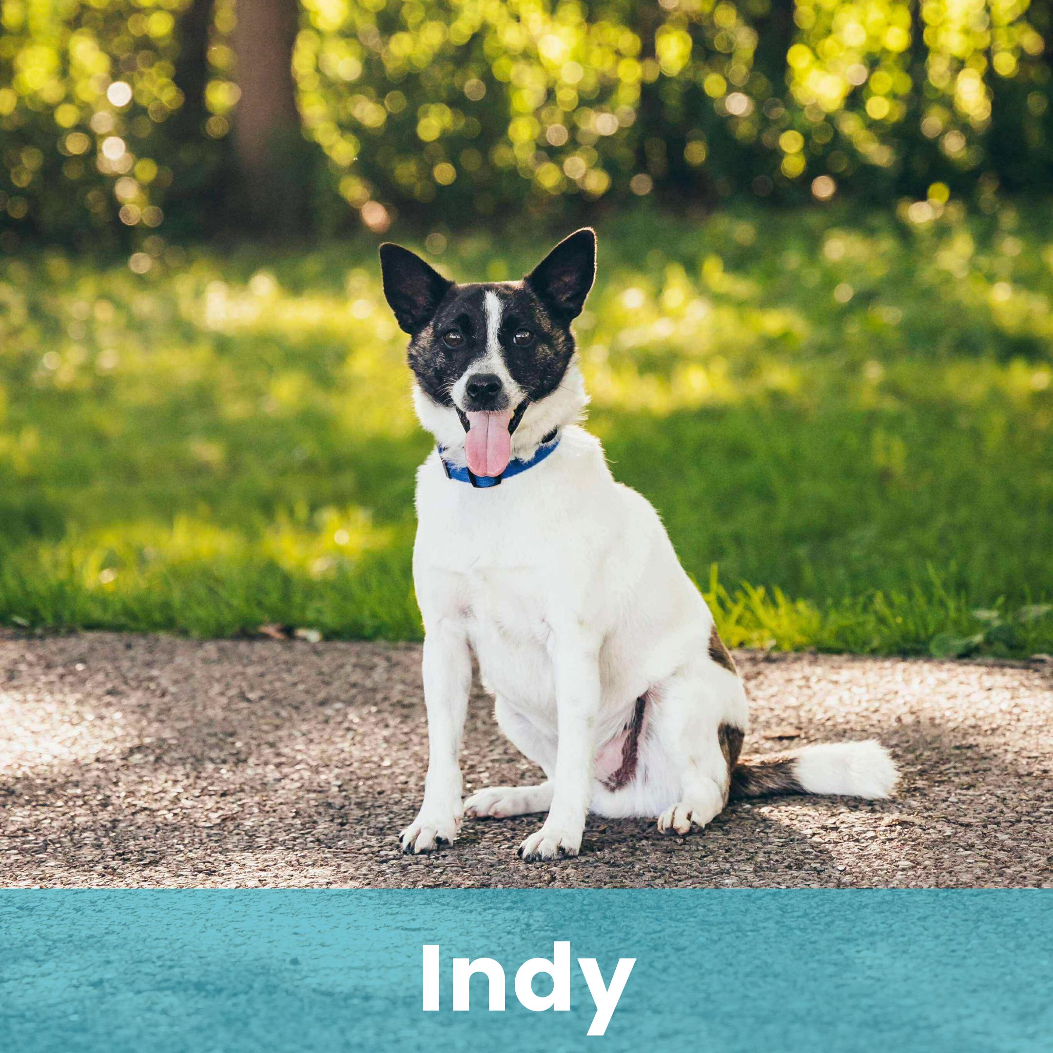 Indy