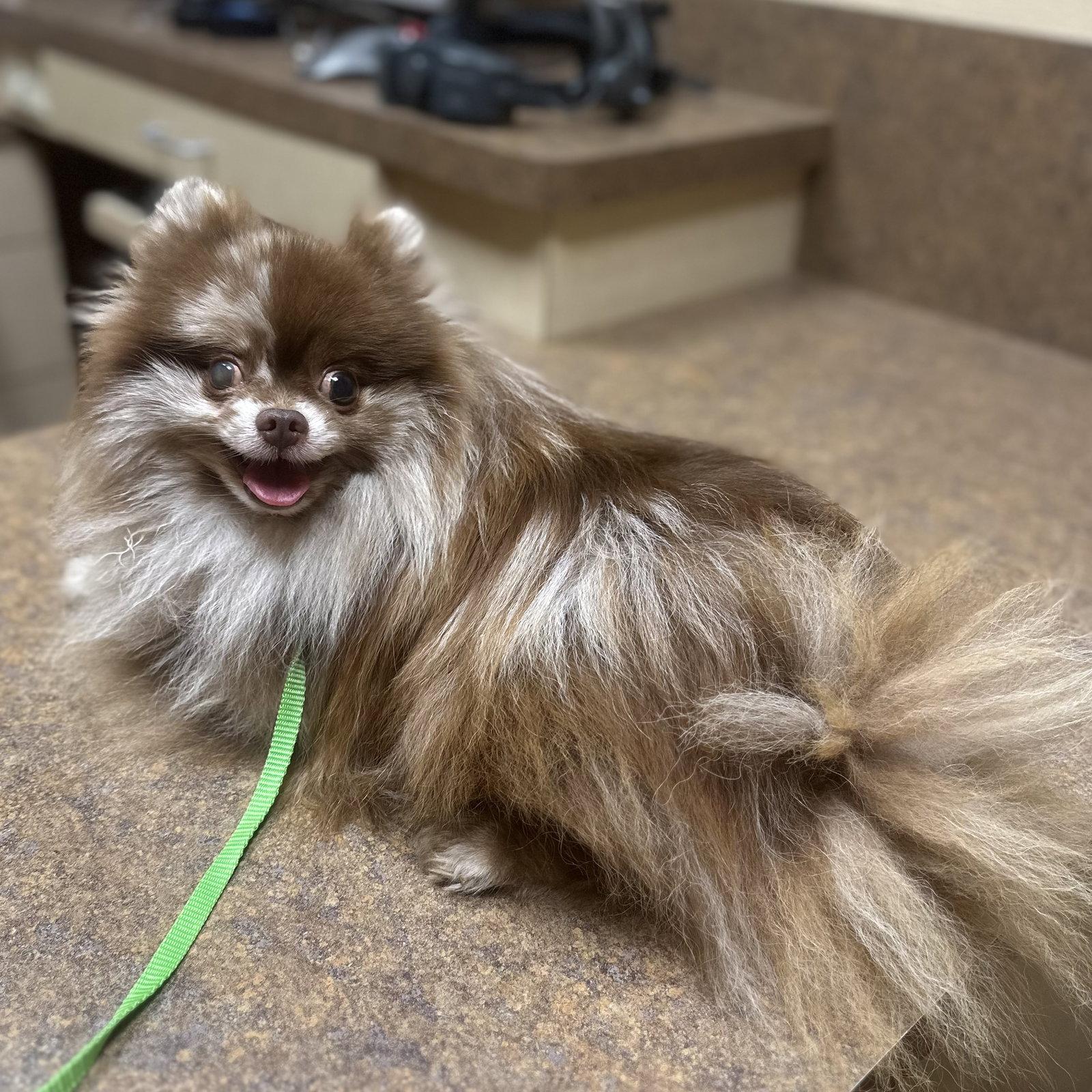 Enlarge Patchwork, a Adoptable Pomeranian in Garland, TX image 1/1