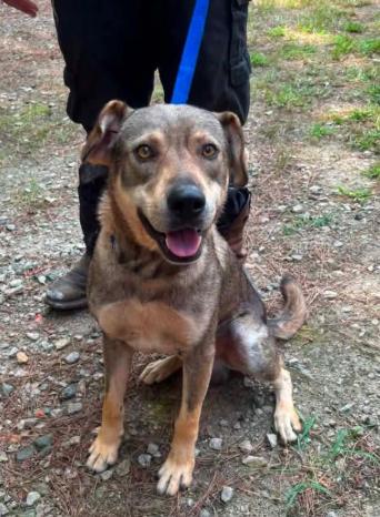 Jinx, Adoptable, Young Male Hound & Mixed Breed.