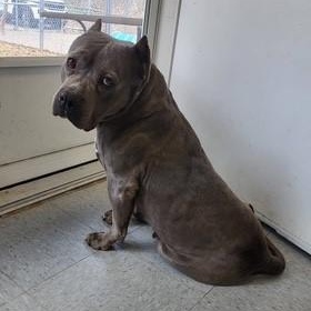 Enlarge Nina, a Adoptable mixed breed in Parsippany, NJ image 3/6