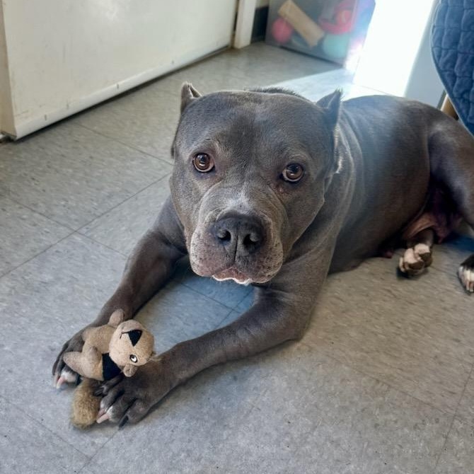 Enlarge Nina, a Adoptable mixed breed in Parsippany, NJ image 6/6