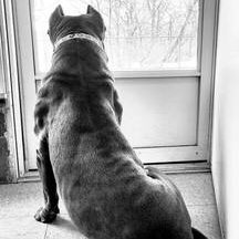 Enlarge Nina, a Adoptable mixed breed in Parsippany, NJ image 4/6